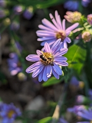 Syritta pipiens