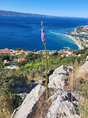 Campanula pyramidalis
