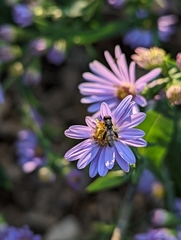 Syritta pipiens