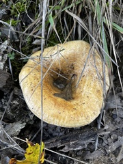 Paxillus involutus