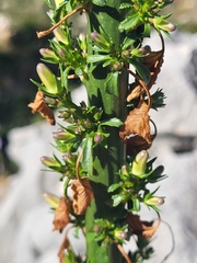 Campanula pyramidalis