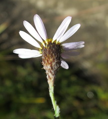 Athrixia heterophylla heterophylla