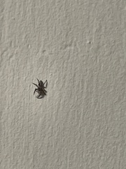 Salticinae