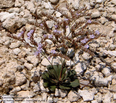 Limonium companyonis