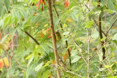 Leiothlypis peregrina