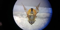 Eristalis bogotensis