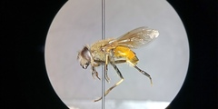 Eristalis bogotensis