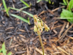 Tulbaghia acutiloba