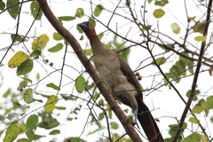 Ortalis erythroptera