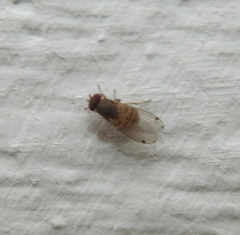 Gitona distigma