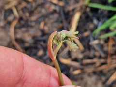 Tulbaghia acutiloba