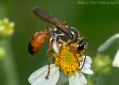 Sphex dorsalis