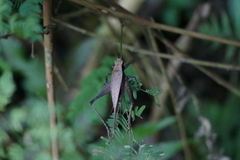 Eneoptera surinamensis