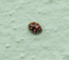 Oenopia conglobata