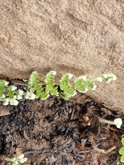 Cheilanthes eckloniana