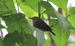 Dysithamnus mentalis