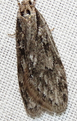 Semioscopis aurorella