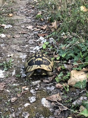 Testudo hermanni