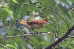 Pachyramphus