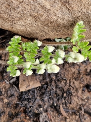Cheilanthes eckloniana