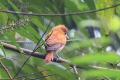 Pachyramphus