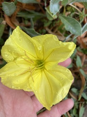 Oenothera macrocarpa