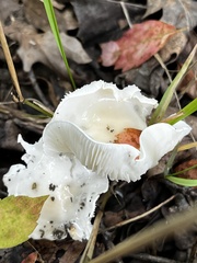 Hygrophorus eburneus