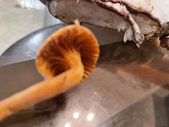 Chroogomphus tomentosus