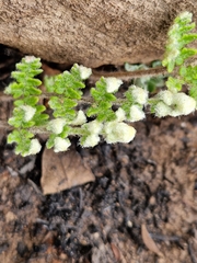 Cheilanthes eckloniana