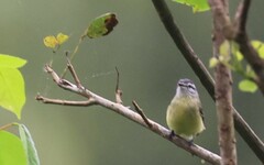 Phyllomyias griseiceps