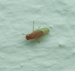 Drosophilidae