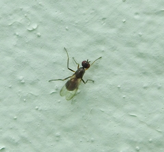 Nemopoda