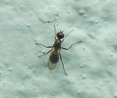 Nemopoda