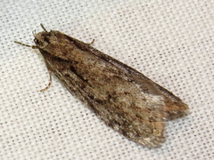 Semioscopis aurorella