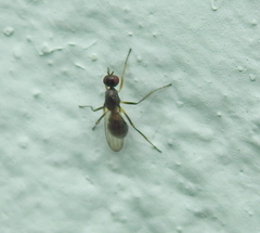 Nemopoda