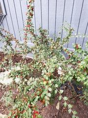 Cotoneaster divaricatus