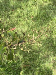 Cissus verticillata