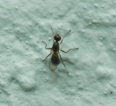 Nemopoda