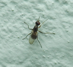 Nemopoda