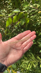 Elymus canadensis