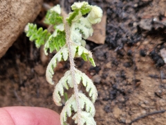 Cheilanthes eckloniana