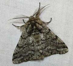 Lycia ursaria