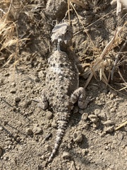 Phrynosoma platyrhinos