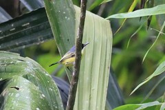 Todirostrum cinereum