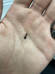 Crematogaster cerasi