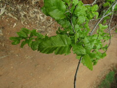 Nothofagus obliqua