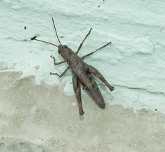 Chorthippus macrocerus