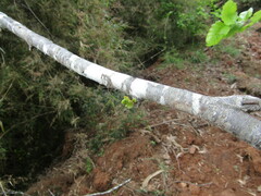 Nothofagus obliqua