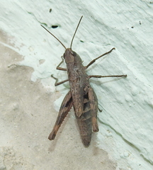 Chorthippus macrocerus