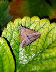 Hypena lividalis